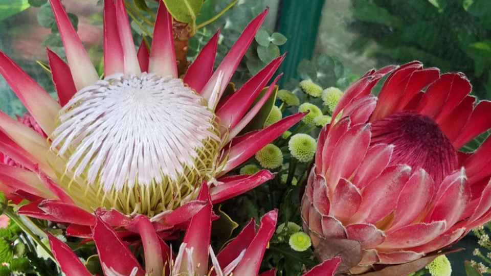深圳高端花卉在哪里买