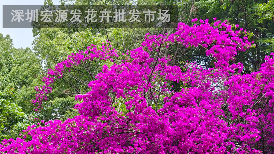 深圳花卉：三角梅