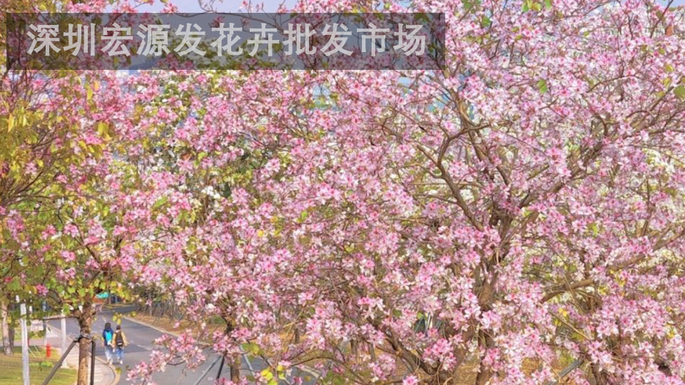 深圳热门花卉-宫粉紫荆