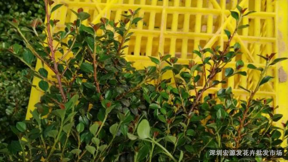 深圳花卉批发商必看：如何降低运输损耗？
