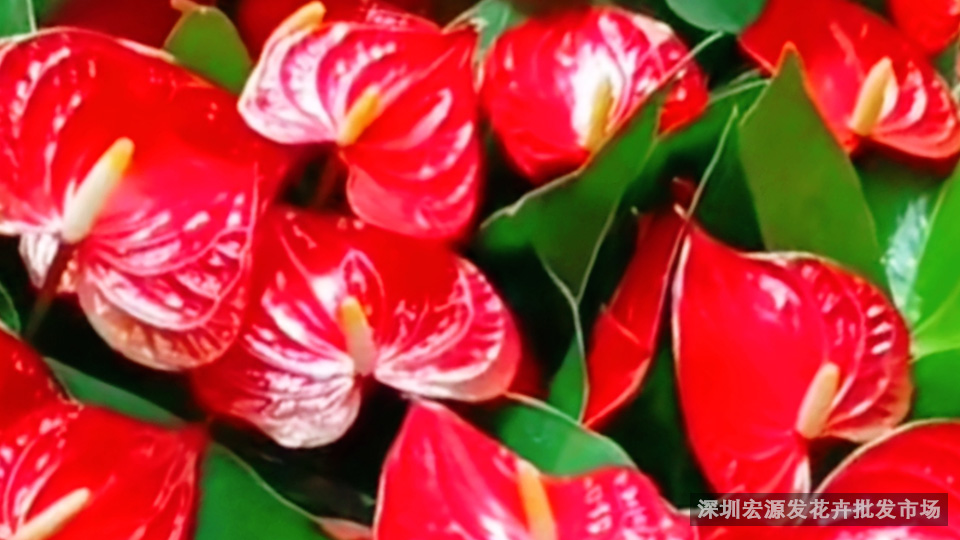 深圳花卉-红掌