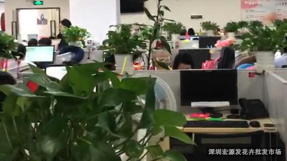 深圳花卉-办公室绿植