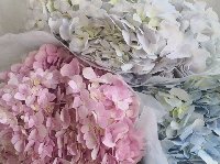 鲜花成为我国居民日常消费重要品类