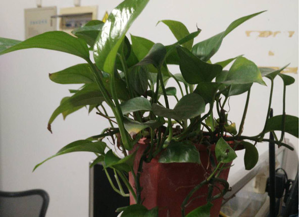 深圳花卉中几种种养省心的花卉绿植