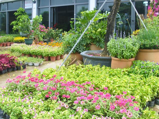 深圳花卉租摆和植物租赁的方式和价格