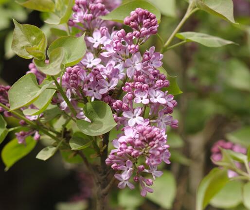 丁香花