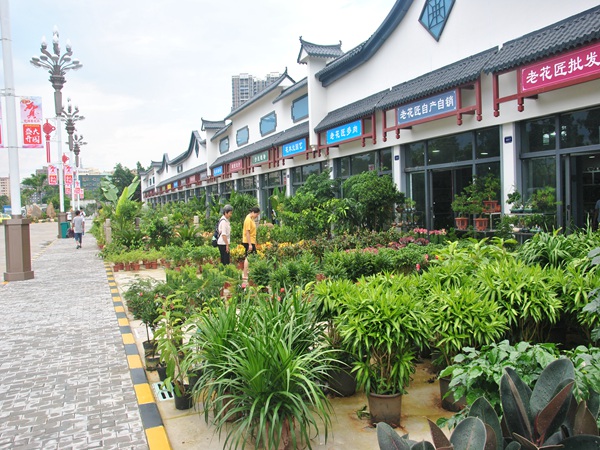 深圳最大花卉批发市场